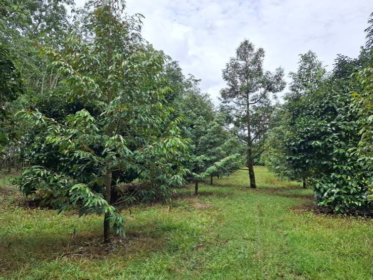 picture Fruit orchard for sale, mixed crop, Tha Mai District, Chanthaburi. Title deed ready for transfer. - 4/12