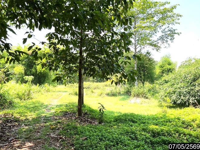picture LAND 2302 Sq.w. Nongkai for 7.8M - 8/25