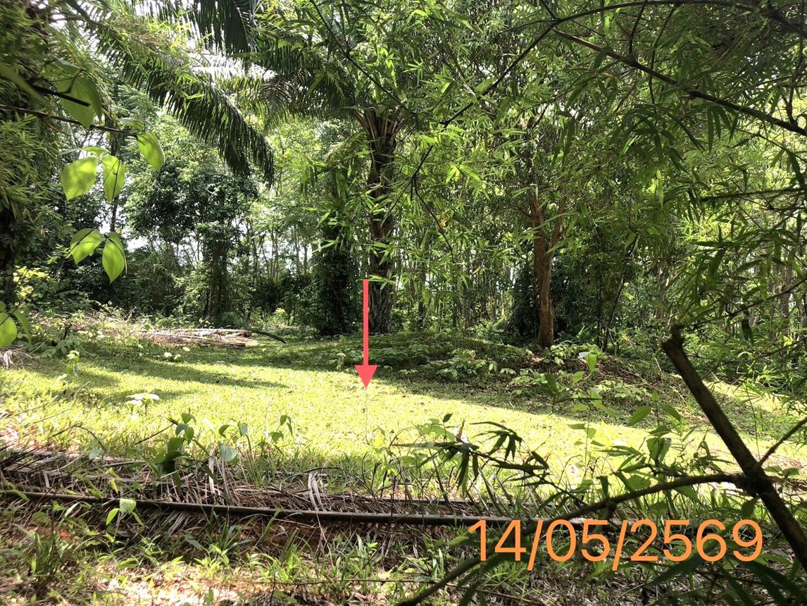 รูป ที่ดินว่างเปล่า 1120 ตร.วา คลองท่อม กระบี่ 1.7M - รูปที่ 11/17