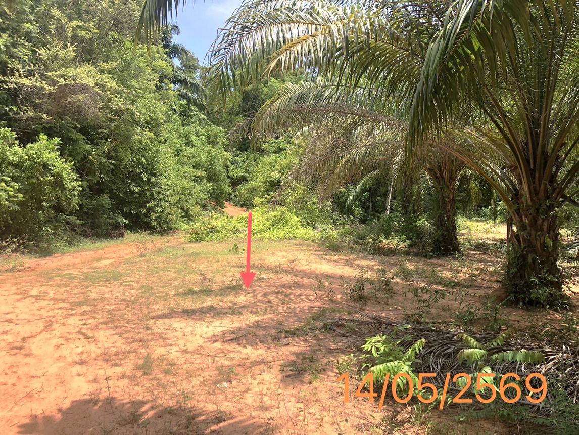 รูป ที่ดินว่างเปล่า 1120 ตร.วา คลองท่อม กระบี่ 1.7M - รูปที่ 12/17