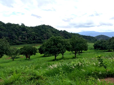 ขายที่ดิน : ขายที่ดินเขาใหญ่ ปากช่อง 22ไร่ โฉนดครุฑแดง ที่ติดเขาวิวภูเขาล้อบรอบสวยมาก หน้ากว้างติดถนนสาธารณะ ที่สูงเทควิวเขาใหญ่ ขายถูก 0879074045