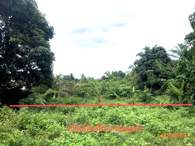 ขายที่ดิน : ที่ดินว่างเปล่า 182.2 ตร.วา พระแสง สุราษฎร์ธานี 877,000