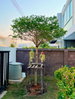 listing thumbnail image 20