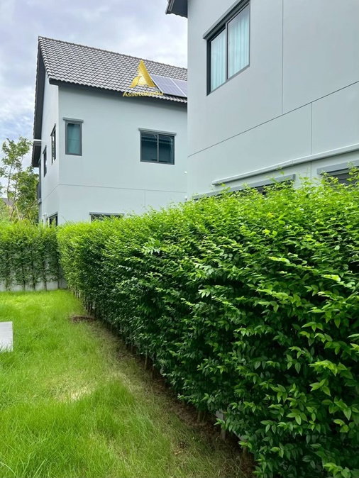 รูป ให้เช่าบ้านเดี่ยว หมู่บ้านสราญสิริ เวสต์เกต บ้านมีเฟอร์ รับสัตว์เลี้ยง ใกล้ร.ร.กสิณธร - รูปที่ 6/13