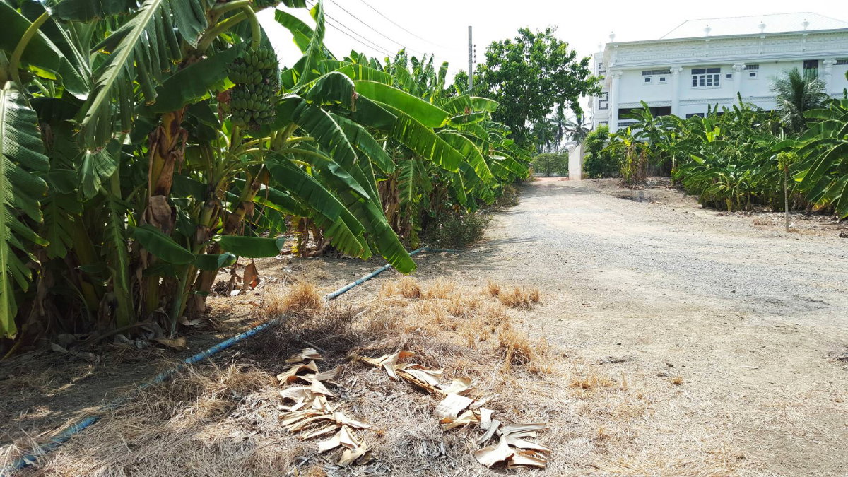รูป ขายที่ดินบนพุทธมณฑลสาย1 ซ.บางเชือกหนัง ตรว.ละ 30000 บาท - รูปที่ 9/9