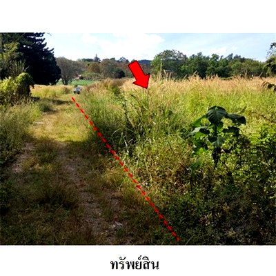 Land for sale Phetchabun : FOR SALE  LAND PROPERTY  1509000 BAHT.