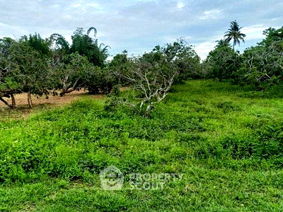 Land for sale Chiang Mai : Land For Sale In Yang Noeng, Saraphi, Chiang Mai (ID 3046346)