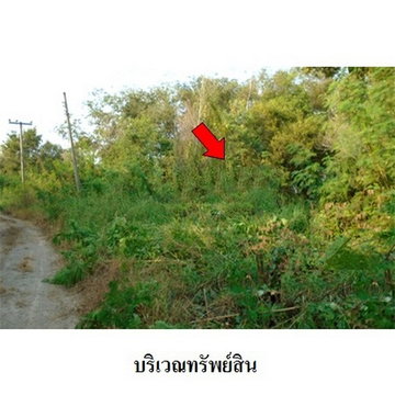 Z1T0218 ขายที่ดินเปล่า โครงการ บางไทรการ์เด้น ตำบล บางไทร อำเภอ บางไทร จังหวัด พระนครศรีอยุธยา