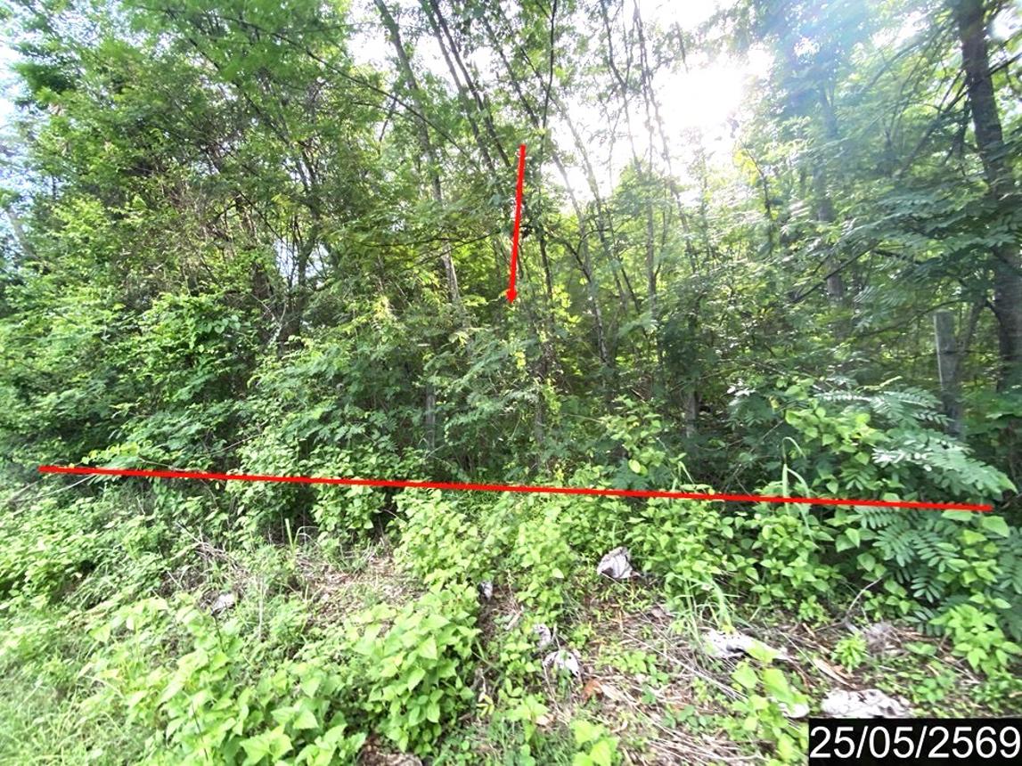 รูป ที่ดินว่างเปล่า 169 ตร.วา ศรีบุญเรือง หนองบัวลำภู 673,000 - รูปที่ 11/21