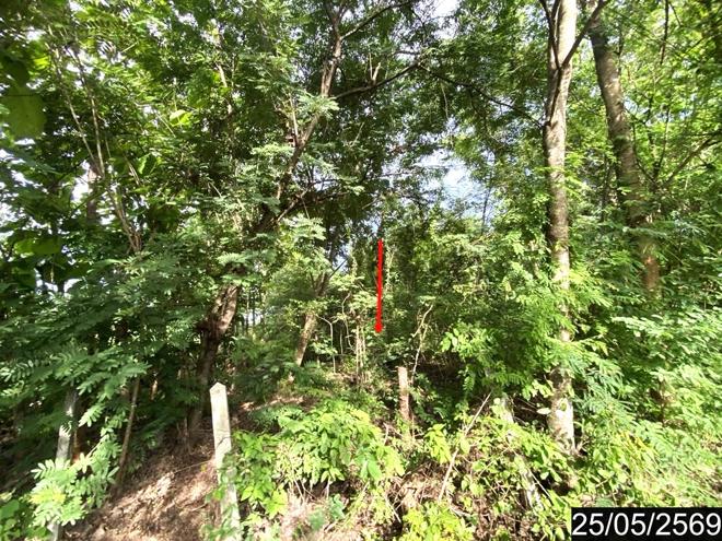 รูป ที่ดินว่างเปล่า 169 ตร.วา ศรีบุญเรือง หนองบัวลำภู 673,000 - รูปที่ 4/21