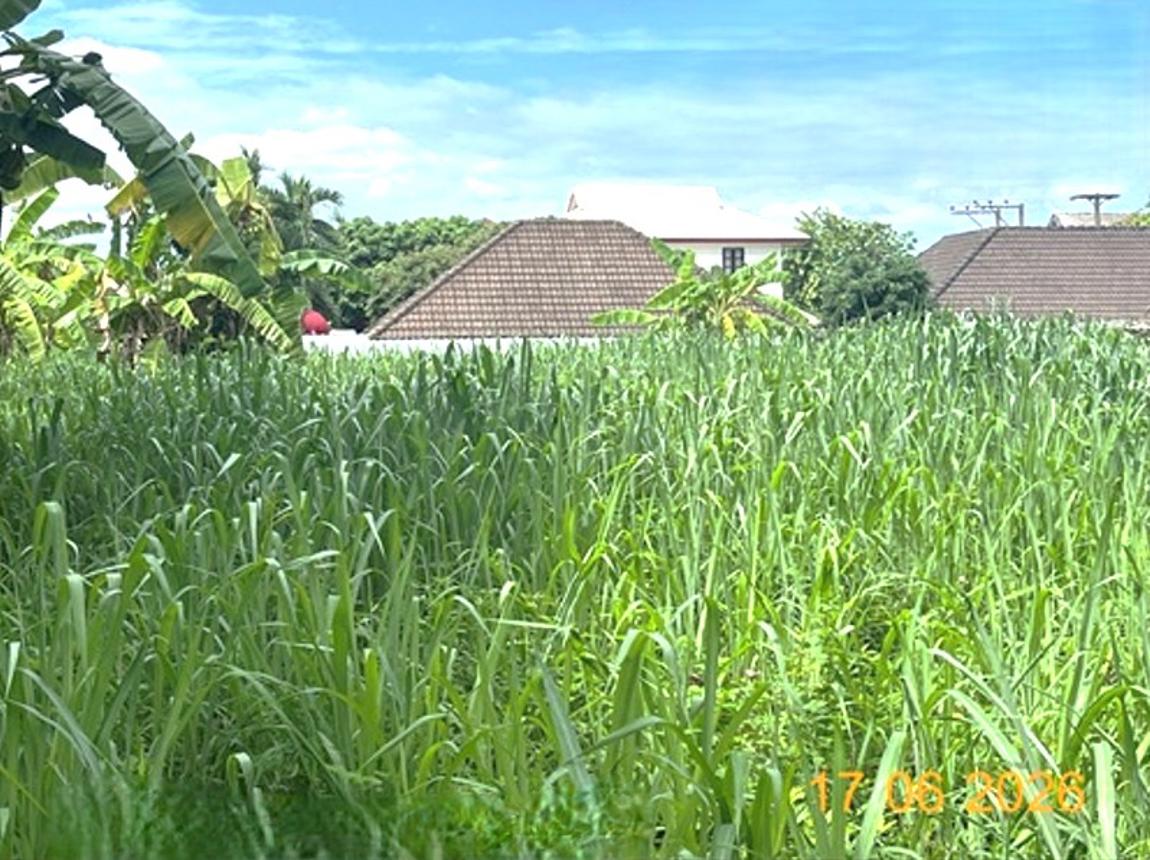 รูป ที่ดินว่างเปล่า 549 ตร.วา สันทราย เชียงใหม่ 11M - รูปที่ 13/19