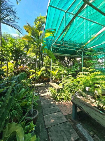 รูป บ้านเดี่ยวชั้นเดียวให้เช่า สุขุมวิท 42 เอกมัย BTSเพียง200เมตร - รูปที่ 1/8