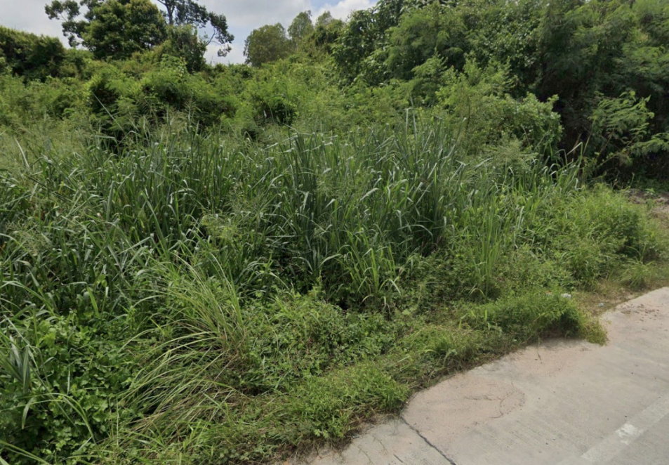 รูป ขาย ที่ดิน ซอยบ้านลุงเทิ้ม บางพระ – ศรีราชา ชลบุรี 83 ตรม - รูปที่ 4/5