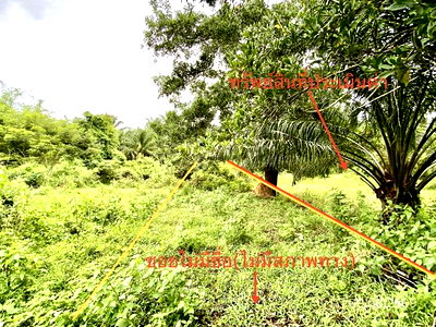 LAND 308.1 Sq.w. Wang Wiset Trang for 1.5M