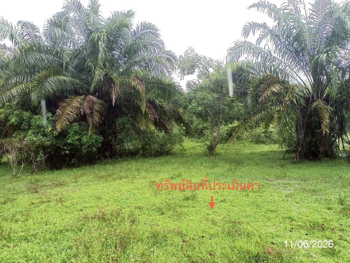 รูป ที่ดินว่างเปล่า 1463.3 ตร.วา ปะเหลียน ตรัง 2.9M - รูปที่ 17/21