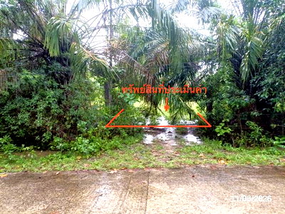ขายที่ดิน : ที่ดินว่างเปล่า 1463.3 ตร.วา ปะเหลียน ตรัง 2.9M