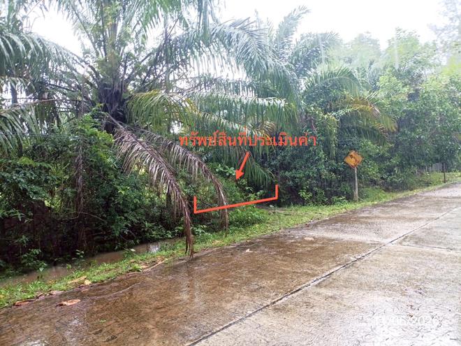 รูป ที่ดินว่างเปล่า 1463.3 ตร.วา ปะเหลียน ตรัง 2.9M - รูปที่ 2/21