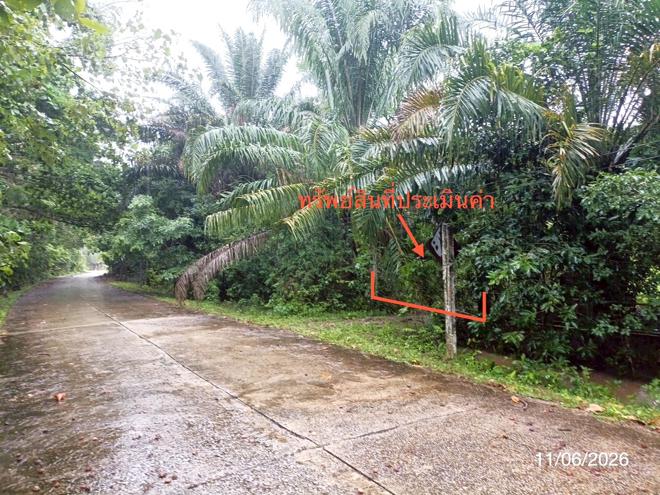 รูป ที่ดินว่างเปล่า 1463.3 ตร.วา ปะเหลียน ตรัง 2.9M - รูปที่ 4/21