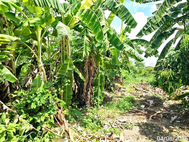 รูป ที่ดินว่างเปล่า 3912.5 ตร.วา บางระกำ พิษณุโลก 1.4M - รูปที่ 8/19