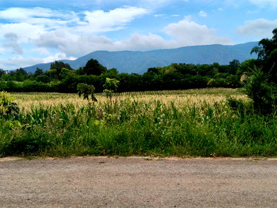 ขายที่ดิน : ขายที่ดินหมูสี 7 ไร่ เทควิวอุทยานแห่งชาติเขาใหญ่เต็มตา อยู่แถวคลองปูน คลองดินดำ ติดถนนลาดยาง เดินทางสะดวก ใกล้ทอสคานา ราคาถูก  ไฟฟ้า น้ำประปาหน้าที่