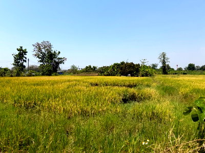 ที่ดิน สารภี เชียงใหม่ : ขายที่ดินเปล่า ท่าวังตาล สารภี เชียงใหม่ 1 ไร่ 88.5 ตร.ว. ใกล้ 7-Eleven ราคาพิเศษ