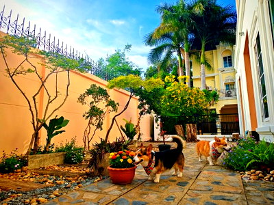 Townhouses for rent Thonburi Vocational College : Super Rare Corner Unit Next to Park! Newly Renovated Townhome @Urban Sathorn – Pet Friendly 🌿