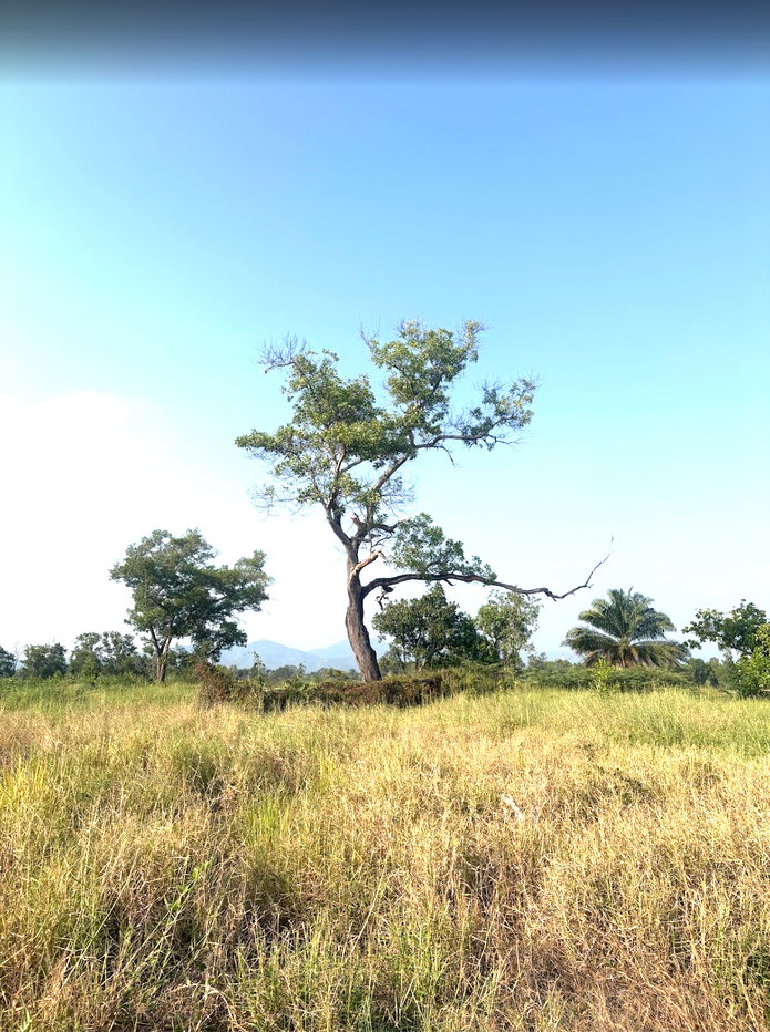 รูป ขายที่ดิน 6 ไร่ วิวภูเขา ต.บ้านพร้าว อ.บ้านนา จ.นครนายก - รูปที่ 15/15