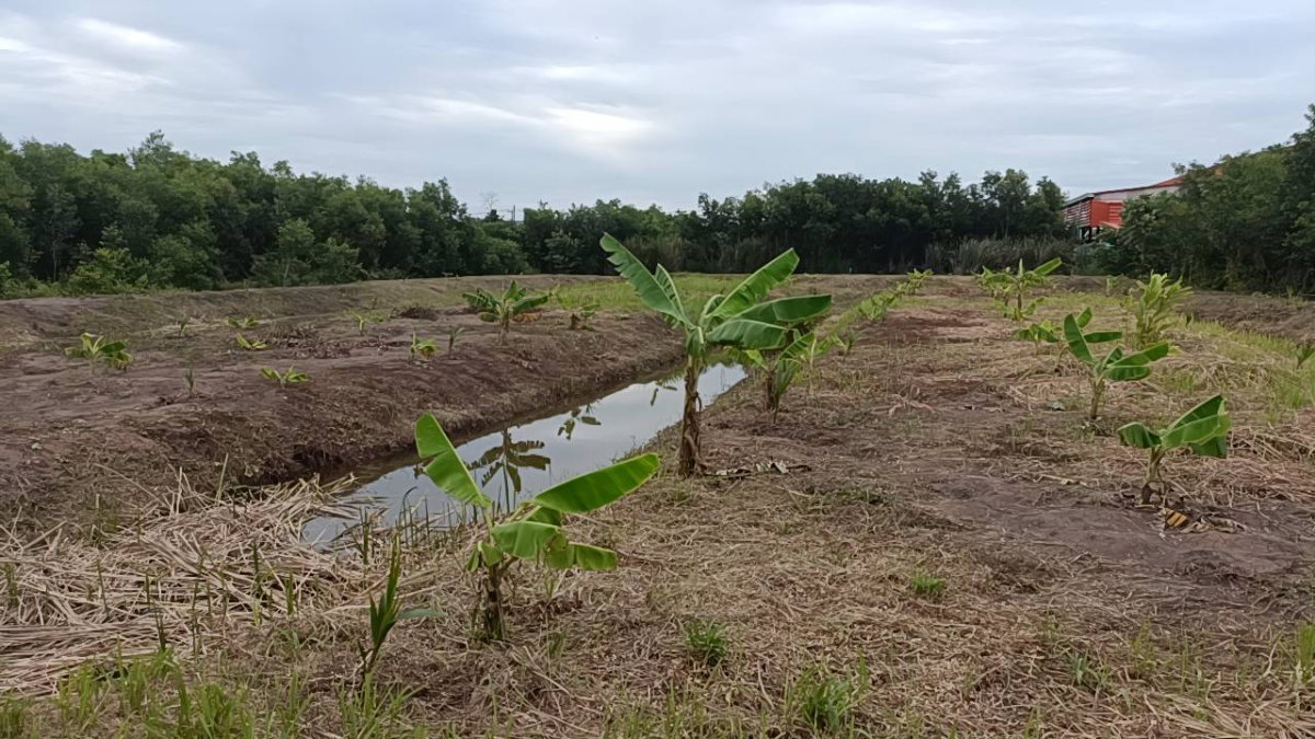 รูป ขาย ที่ดินเปล่า  ที่ ซอยเอราวัณ 20, ใกล้ตลาดไท - รูปที่ 16/18
